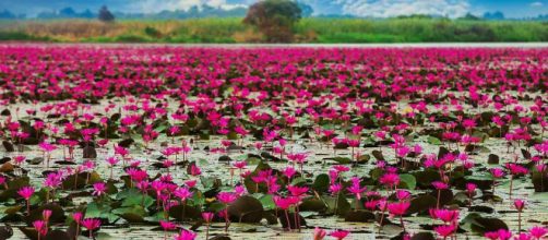 In Thailandia c'è un incredibile lago ricoperto di fiori di loto ... - siviaggia.it