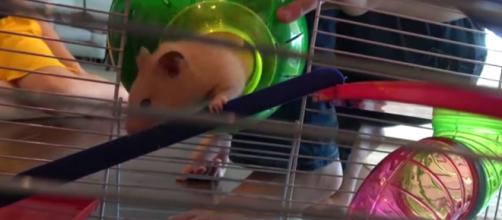The basics of taking care of your hamster. [Image credit:WHAT'S INSIDE? FAMILY/YouTube]