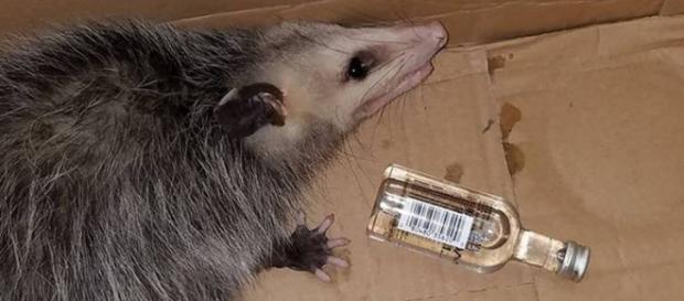 Gambá ''bêbado'' precisou ser socorrido por centro de resgate animal. Foto: Emerald Coast Wildlife Refuge/Facebook Gambá ''bêbado'' precisou ser socorrido por centro de resgate animal. Foto: Emerald Coast Wildlife Refuge/Facebook
