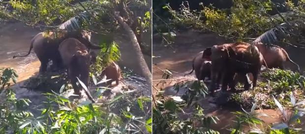Heart-warming moment when a baby elephant is rescued from a well. Image Credit: Own work Heart-warming moment when a baby elephant is rescued from a well. Image Credit: Own work