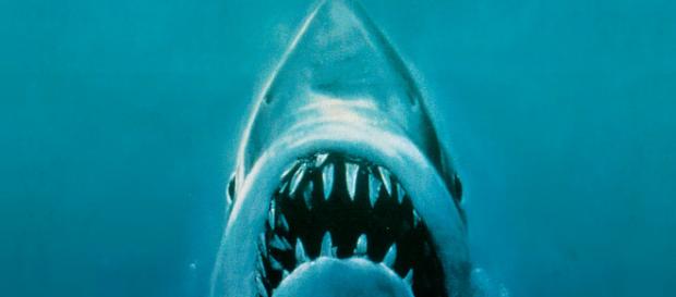 El grandioso legado de Tiburón a cuatro décadas de su estreno ... - codigoespagueti.com El grandioso legado de Tiburón a cuatro décadas de su estreno ... - codigoespagueti.com