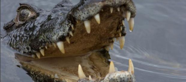 Furto de jacaré em zoológico movimentou redes sociais no início desta semana - Reprodução Furto de jacaré em zoológico movimentou redes sociais no início desta semana - Reprodução