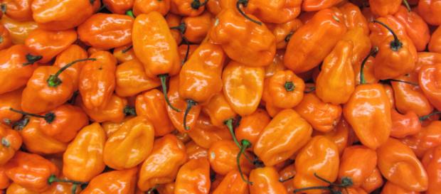 Peperoncino Habanero Orange Acquista Online - fruttaweb.com Peperoncino Habanero Orange Acquista Online - fruttaweb.com