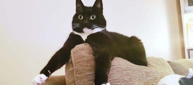 Zelda the curious cat - Image credit @CuriousZelda | Twitter Zelda the curious cat - Image credit @CuriousZelda | Twitter