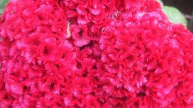 Il mistero della pianta tropicale a Roma a Piazza Vittorio