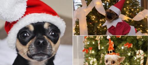 6 famous pets show off how to best celebrate the holiday season. Imge Credit: Blasting News
