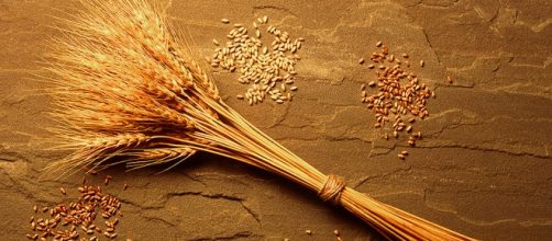 La sensibilità al grano non celiaca può dipendere non solo dal glutine, ma da altri fattori.