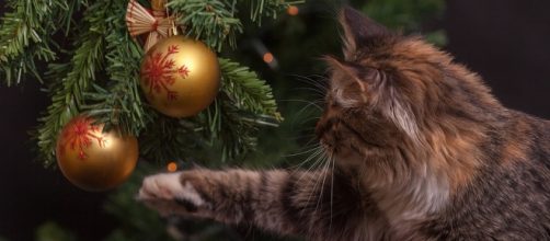 Cat-proof your Christmas tree this year. - [Image: Pixabay/CC0]