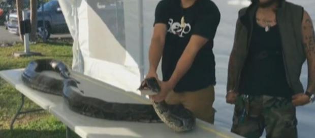 http://www.foxnews.com/us/2017/12/06/python-hunter-kills-monster-17-foot-snake-in-florida-everglades-sets-new-record.html http://www.foxnews.com/us/2017/12/06/python-hunter-kills-monster-17-foot-snake-in-florida-everglades-sets-new-record.html