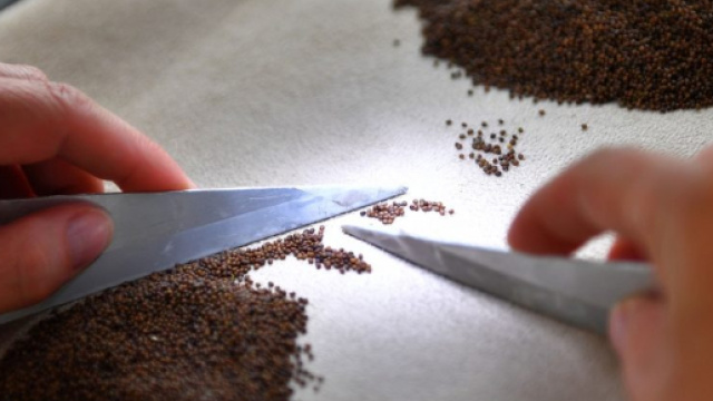 Arrestato Mattia Del Zotto: &egrave; accusato di aver ucciso i nonni e una zia mediante somministrazione premeditata di tallio, metallo letale.