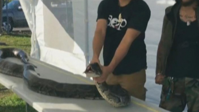 http://www.foxnews.com/us/2017/12/06/python-hunter-kills-monster-17-foot-snake-in-florida-everglades-sets-new-record.html