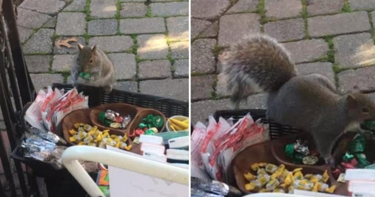 Hilarious Squirrel Caught Stealing Holiday Treats