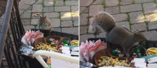 A fat squirrel was caught stealing chocolate and other goodies. Image Credit: Blasting News