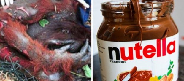 Produção de Nutella estaria causando destruição e morte de animais em ilhas de Sumatra e Bornéu Produção de Nutella estaria causando destruição e morte de animais em ilhas de Sumatra e Bornéu