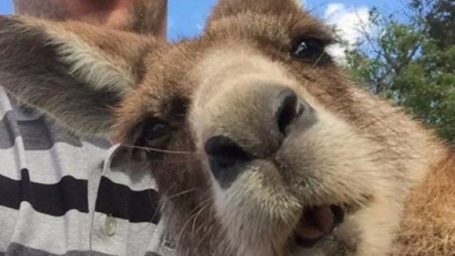 Selfie che ritraggono gli animali
