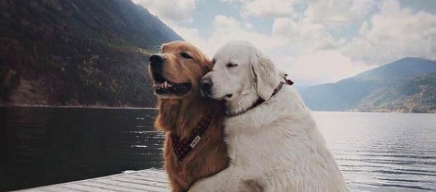 Alguns animais são simplesmente incríveis (Imagem/Reprodução) Alguns animais são simplesmente incríveis (Imagem/Reprodução)