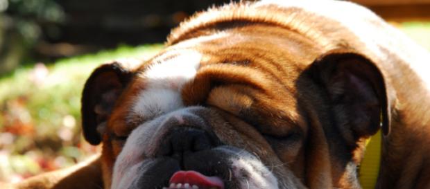The ABC - Angry Bulldog Column - Image credit - sabianmaggy | Flickr The ABC - Angry Bulldog Column - Image credit - sabianmaggy | Flickr