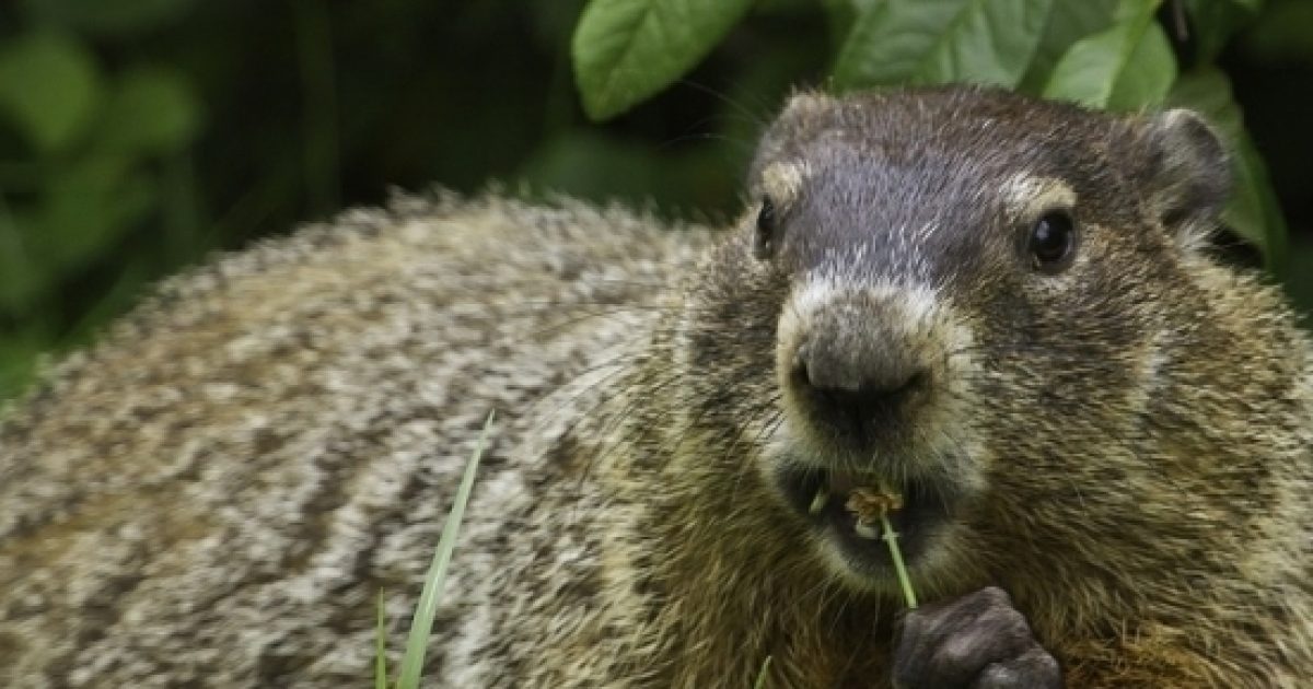 This year's Groundhog Day results just in