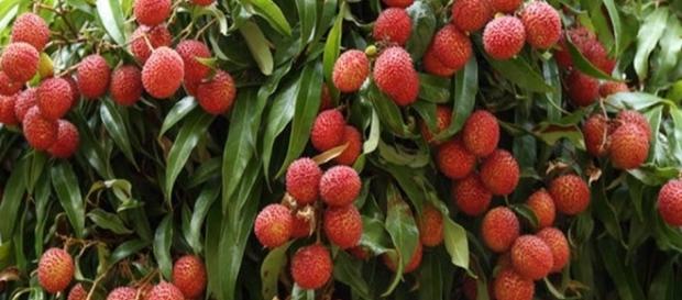 Lichia contém uma toxina que impede o corpo de produzir glicose Lichia contém uma toxina que impede o corpo de produzir glicose