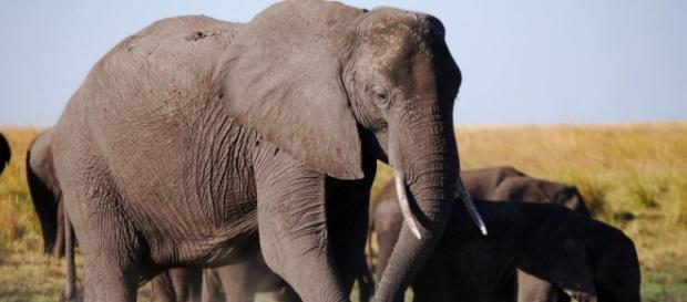 Sixth Sense Sees Elephant Refugees Flee To Last Stronghold in ... - wordpress.com Sixth Sense Sees Elephant Refugees Flee To Last Stronghold in ... - wordpress.com