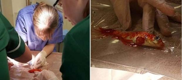 Bob, o peixinho dourado sendo operado de um tumor na nadadeira Bob, o peixinho dourado sendo operado de um tumor na nadadeira