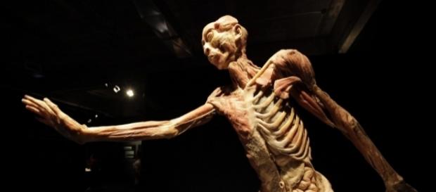 "Our Body" una exposición donde te conocerás por dentro "Our Body" una exposición donde te conocerás por dentro