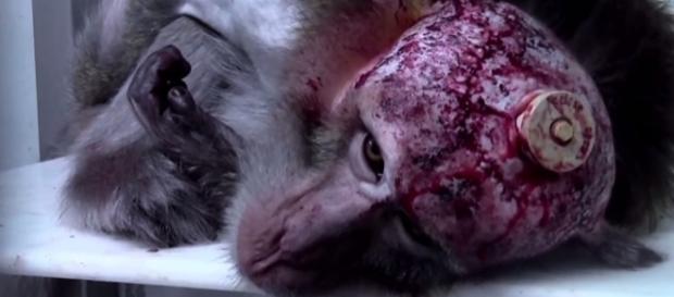 Schock-Bilanz: So viele Tierversuche in München wie noch nie | Für ... - wordpress.com Schock-Bilanz: So viele Tierversuche in München wie noch nie | Für ... - wordpress.com