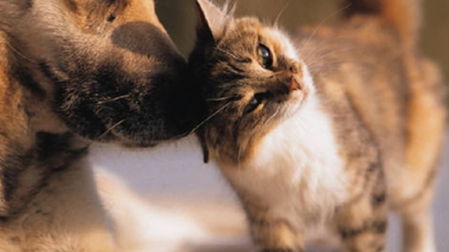 In arrivo la mutua per cani e gatti.