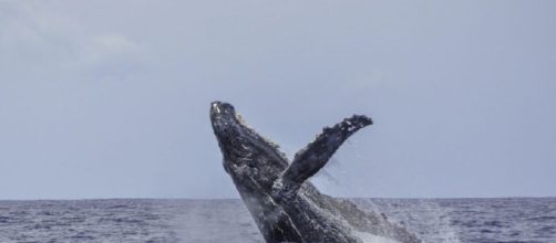whales Stories by Top Bloggers on Notey - notey.com