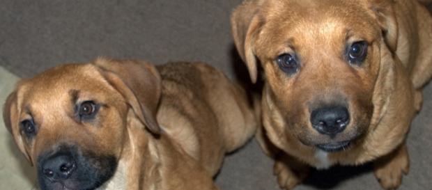 St Weiler puppies, photo by reporter, John A McCormick St Weiler puppies, photo by reporter, John A McCormick