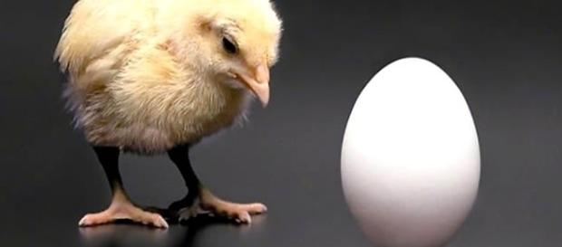 Já se perguntou quem surgiu primeiro, se o ovo ou a galinha? Já se perguntou quem surgiu primeiro, se o ovo ou a galinha?