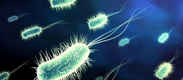 La salmonella ingegnerizzata con la flagellina B, FlaB, utile nella lotta contro il cancro La salmonella ingegnerizzata con la flagellina B, FlaB, utile nella lotta contro il cancro