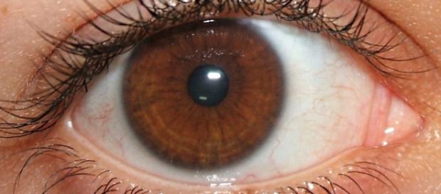 Você tem olhos castanhos? Saiba que você tem algo muito especial ... - jornalciencia.com Você tem olhos castanhos? Saiba que você tem algo muito especial ... - jornalciencia.com