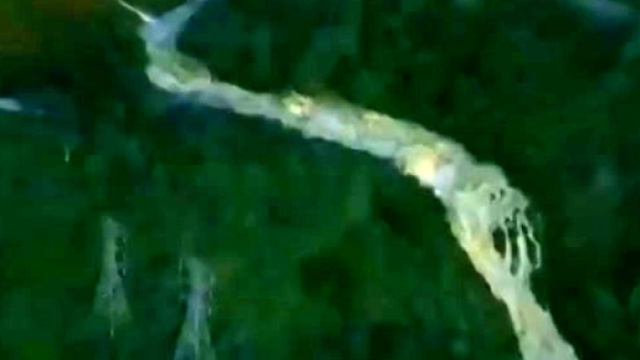 California sotto shock, rischia di crollare la diga di Oroville