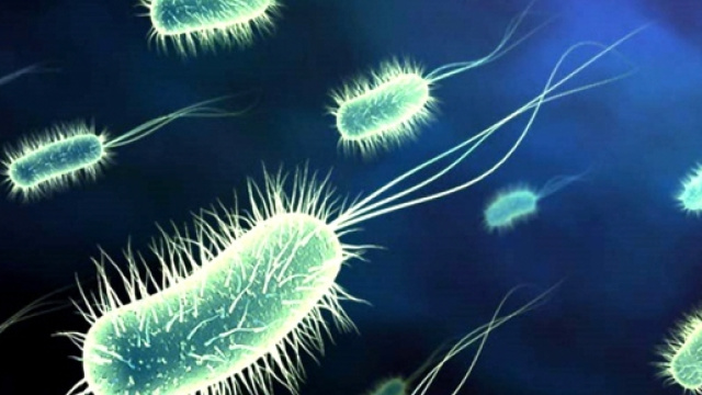 La salmonella ingegnerizzata con la flagellina B, FlaB, utile nella lotta contro il cancro