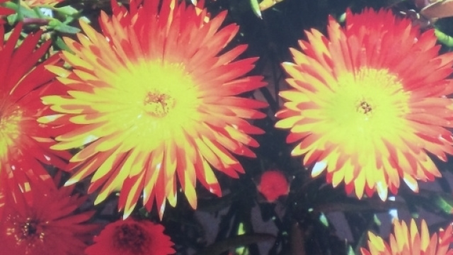 Meravigliosi fiori Primaverili (La foto &egrave; di mia propriet&agrave; non ne consento la "riproduzione")