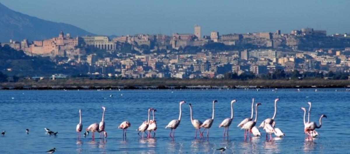 Sardegna Pioggia Di Like Per Il Molentargius