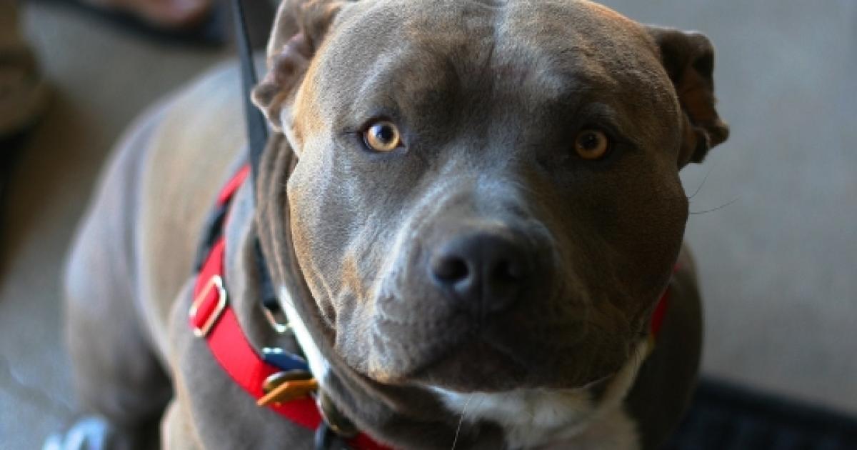 Thirty-nine Pitbull-type dogs may be euthanized at shelter in New Orleans