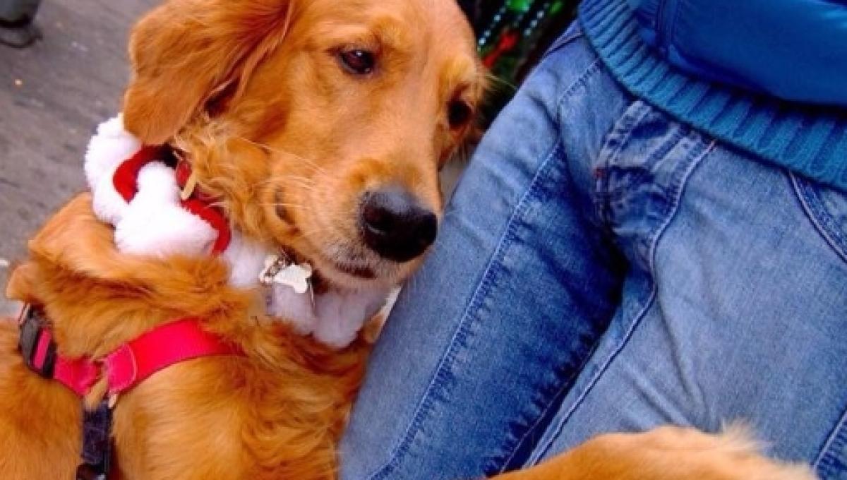 Golden Retriever In New York Is Obsessed With Giving Hugs