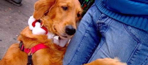 Meet Louboutina, the dog who offers hugs on the streets of NYC ... - metro.us