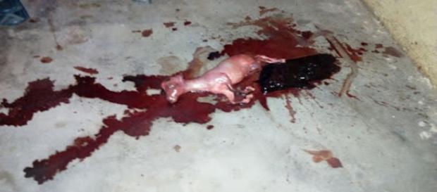 Pessoas ficaram assustadas com nascimento do animal (Nigeria Today) Pessoas ficaram assustadas com nascimento do animal (Nigeria Today)