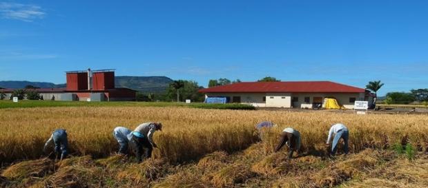 Siembras de arroz exigen nuevos procesos tecnológicos Siembras de arroz exigen nuevos procesos tecnológicos