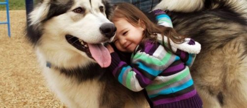 Cuando perro y dueño se miran, ambos muestran un aumento de la oxitocina