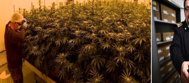 Coronel toma conta de plantação de maconha na Itália. Coronel toma conta de plantação de maconha na Itália.