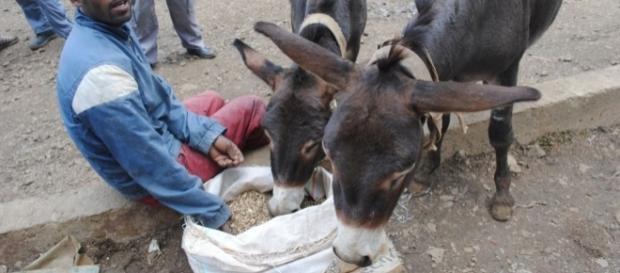 Donkeys are endangered in many country for their skins - voanews.com Donkeys are endangered in many country for their skins - voanews.com