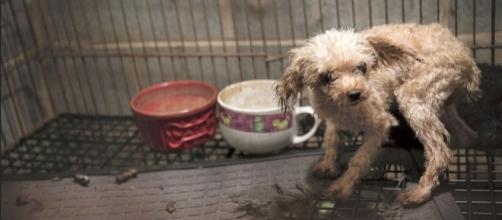 San Francisco lawmakers pass law targeting "puppy mills." -- rollingstone.com