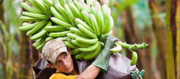 Cultivos de plátanos y cambures crean más empleos Cultivos de plátanos y cambures crean más empleos