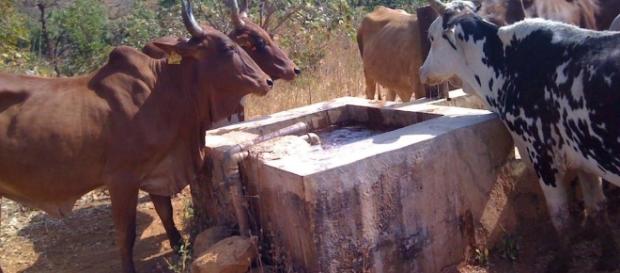 Le groupement Kawtal Konsiré du village de Ngaou Mokon au Cameroun ... - rfi.fr Le groupement Kawtal Konsiré du village de Ngaou Mokon au Cameroun ... - rfi.fr