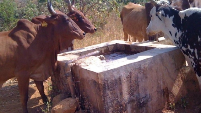 Le groupement Kawtal Konsir&eacute; du village de Ngaou Mokon au Cameroun ... - rfi.fr