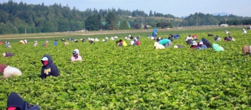 Farmers fear illegal-labor crackdown | The Columbian - columbian.com